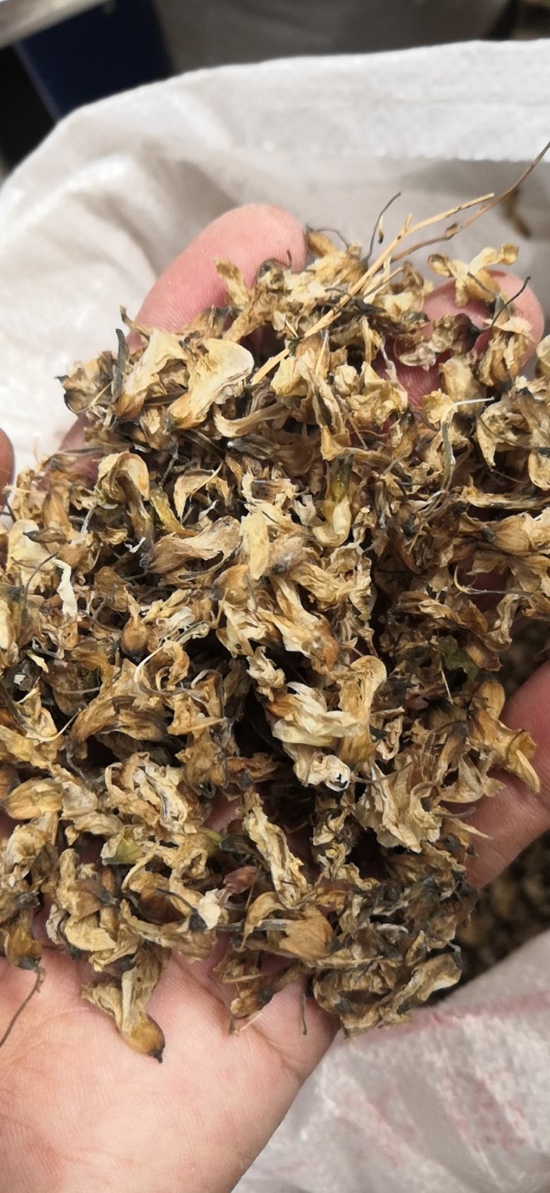 干洋槐花野生河南选货