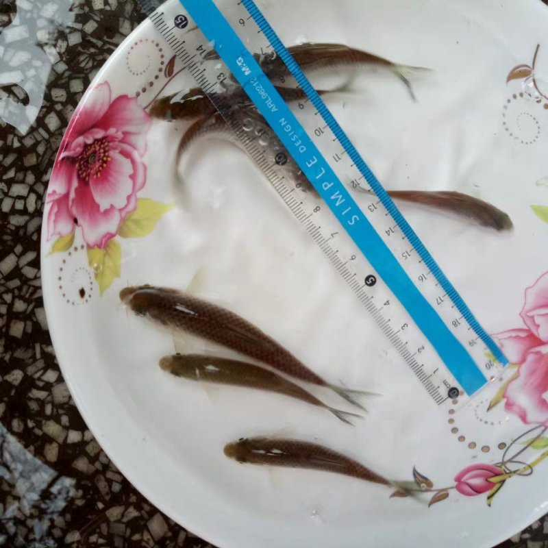 军鱼苗，青波，中华倒刺鲃。大量出售了，量大从优。