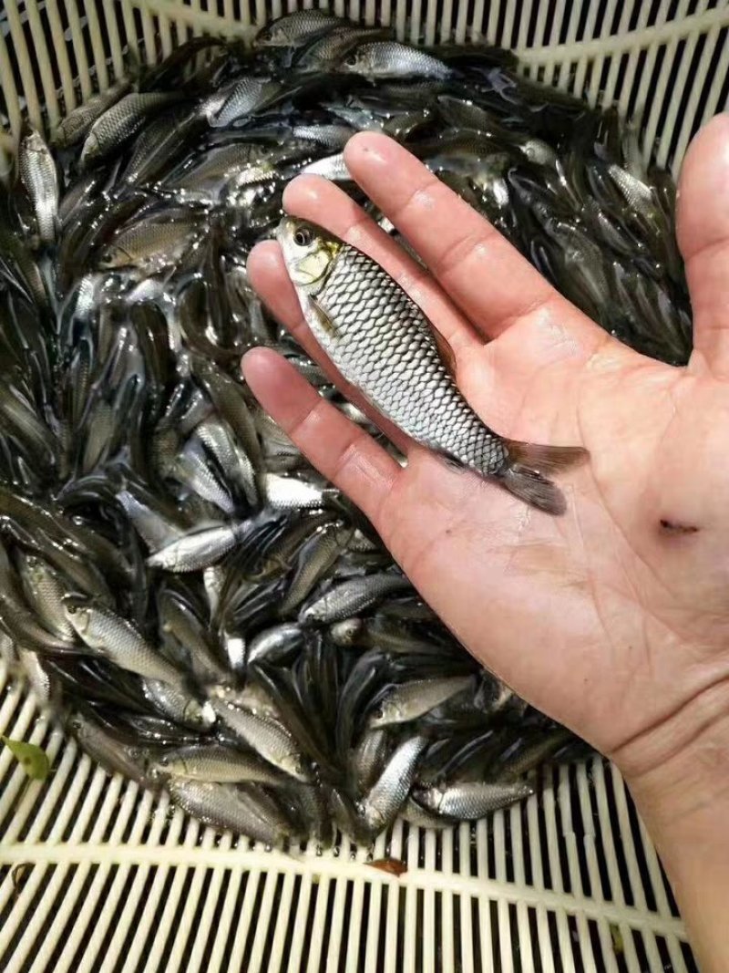 军鱼苗，青波，中华倒刺鲃。大量出售了，量大从优。