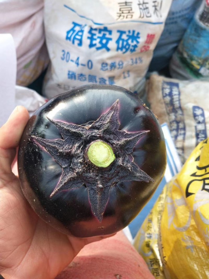 圆茄
