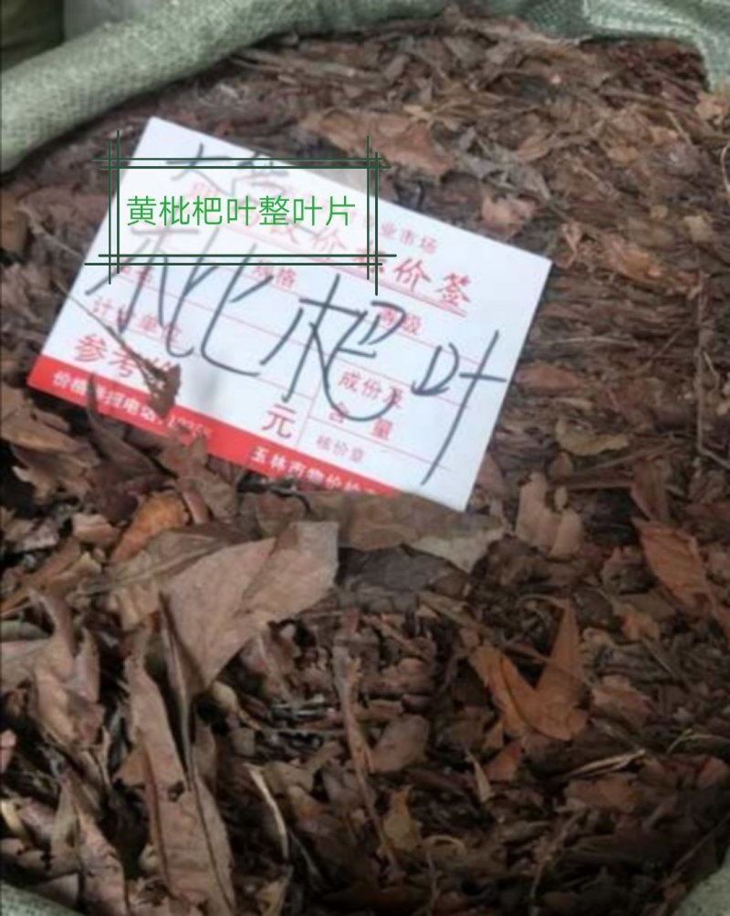 枇杷叶，生切、干切枇杷叶丝，颜色漂亮干度好，现货大量供应