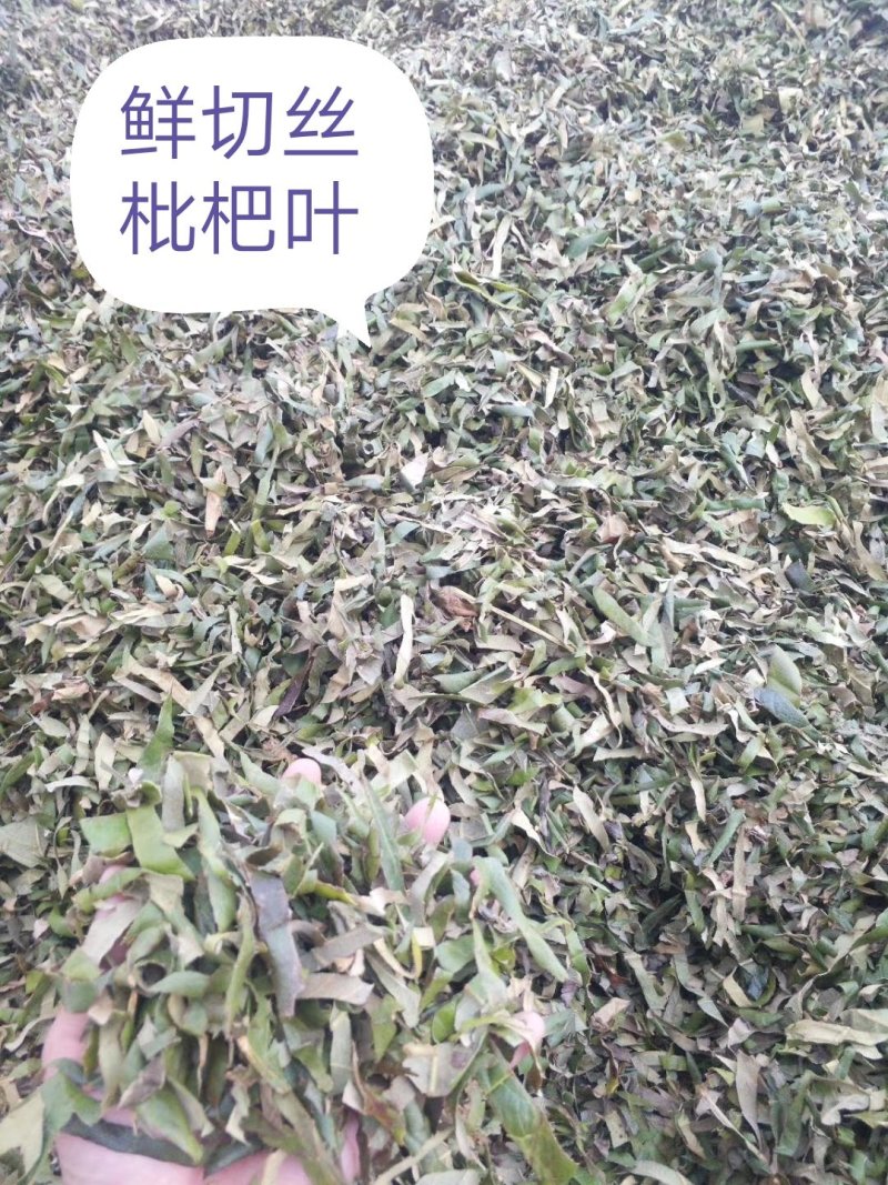 枇杷叶，生切、干切枇杷叶丝，颜色漂亮干度好，现货大量供应