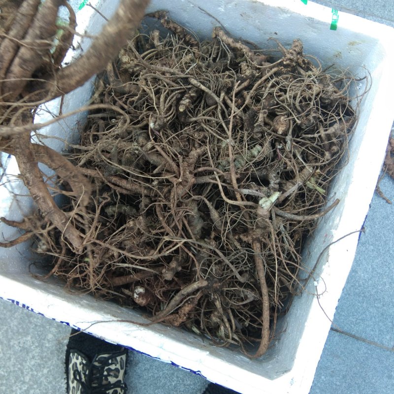 正宗野生三七包邮