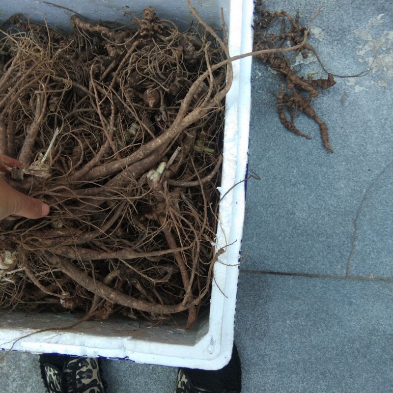 正宗野生三七包邮