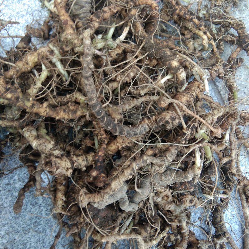 正宗野生三七包邮