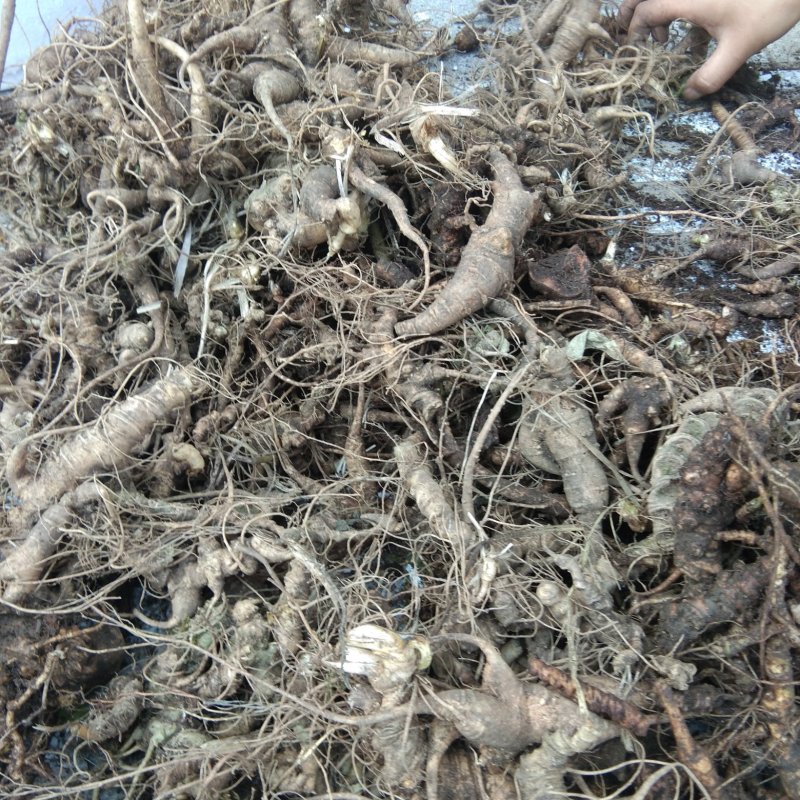 正宗野生三七包邮
