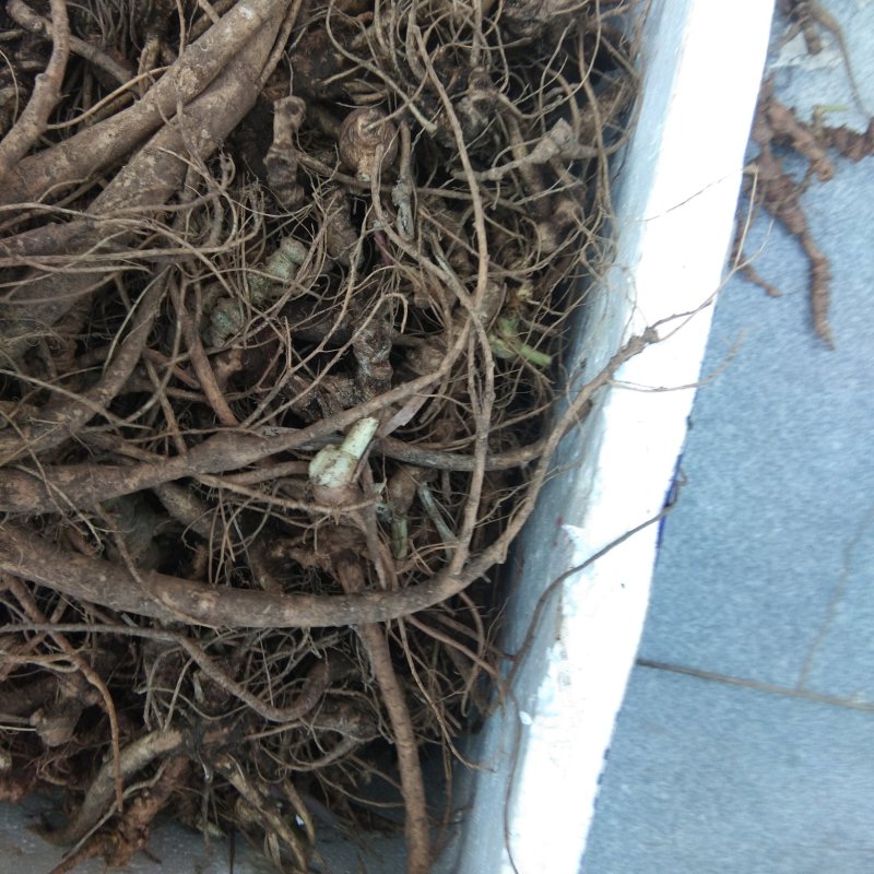 正宗野生三七包邮