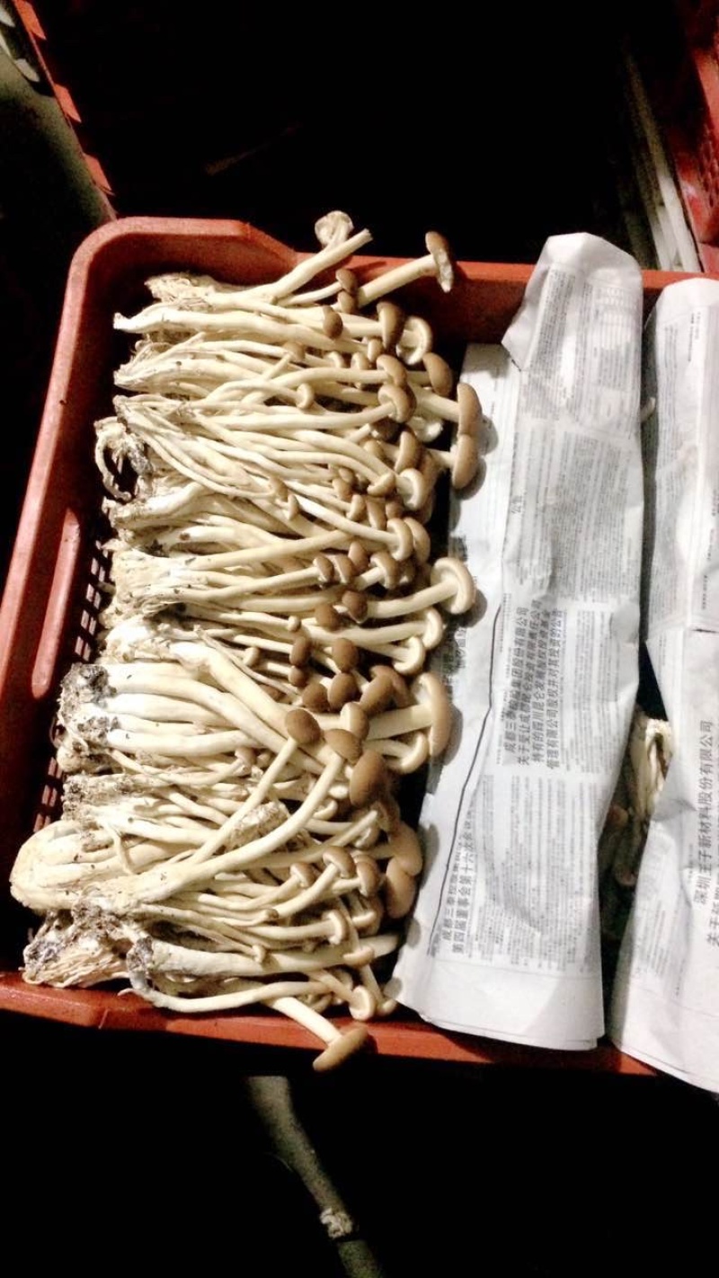 鲜茶树菇，高山鲜银耳，各种新鲜菌类