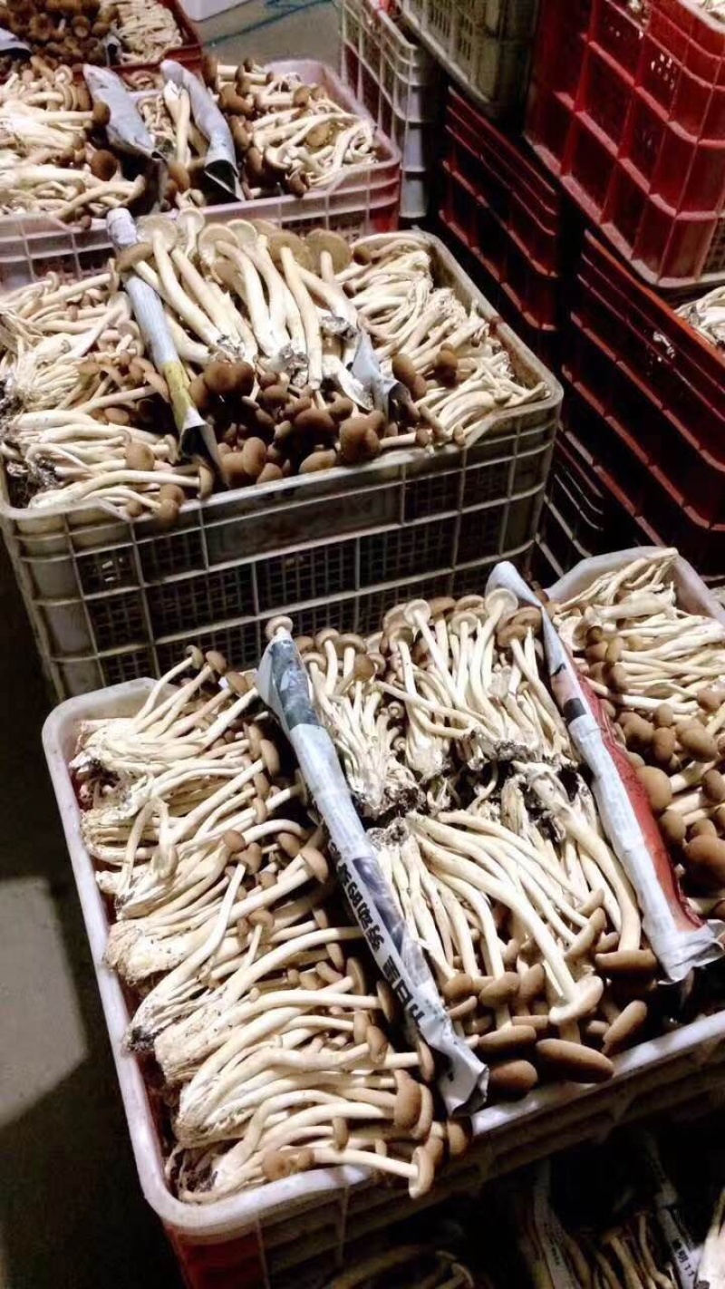 鲜茶树菇，高山鲜银耳，各种新鲜菌类