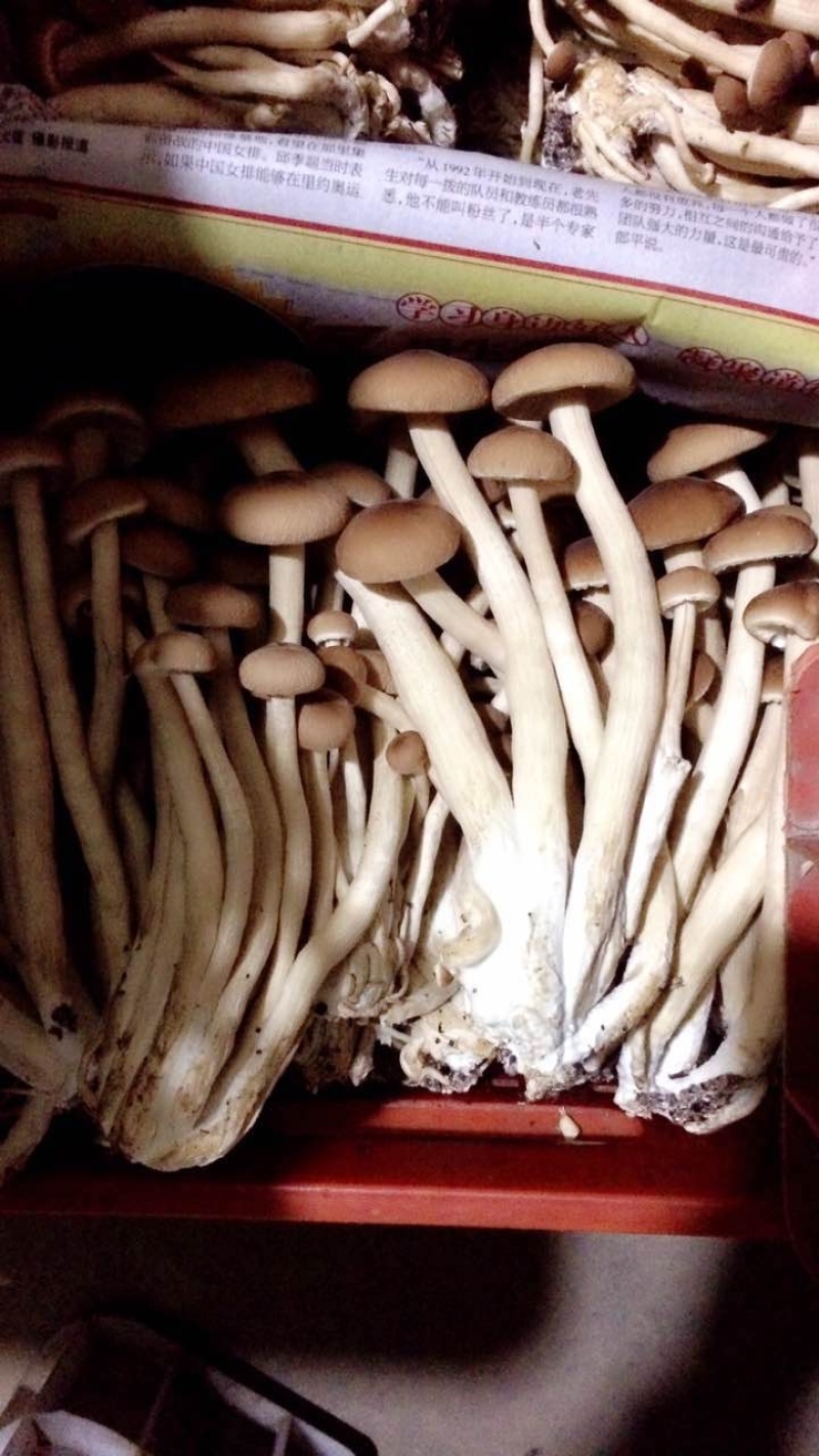 鲜茶树菇，高山鲜银耳，各种新鲜菌类