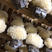 鲜茶树菇，高山鲜银耳，各种新鲜菌类