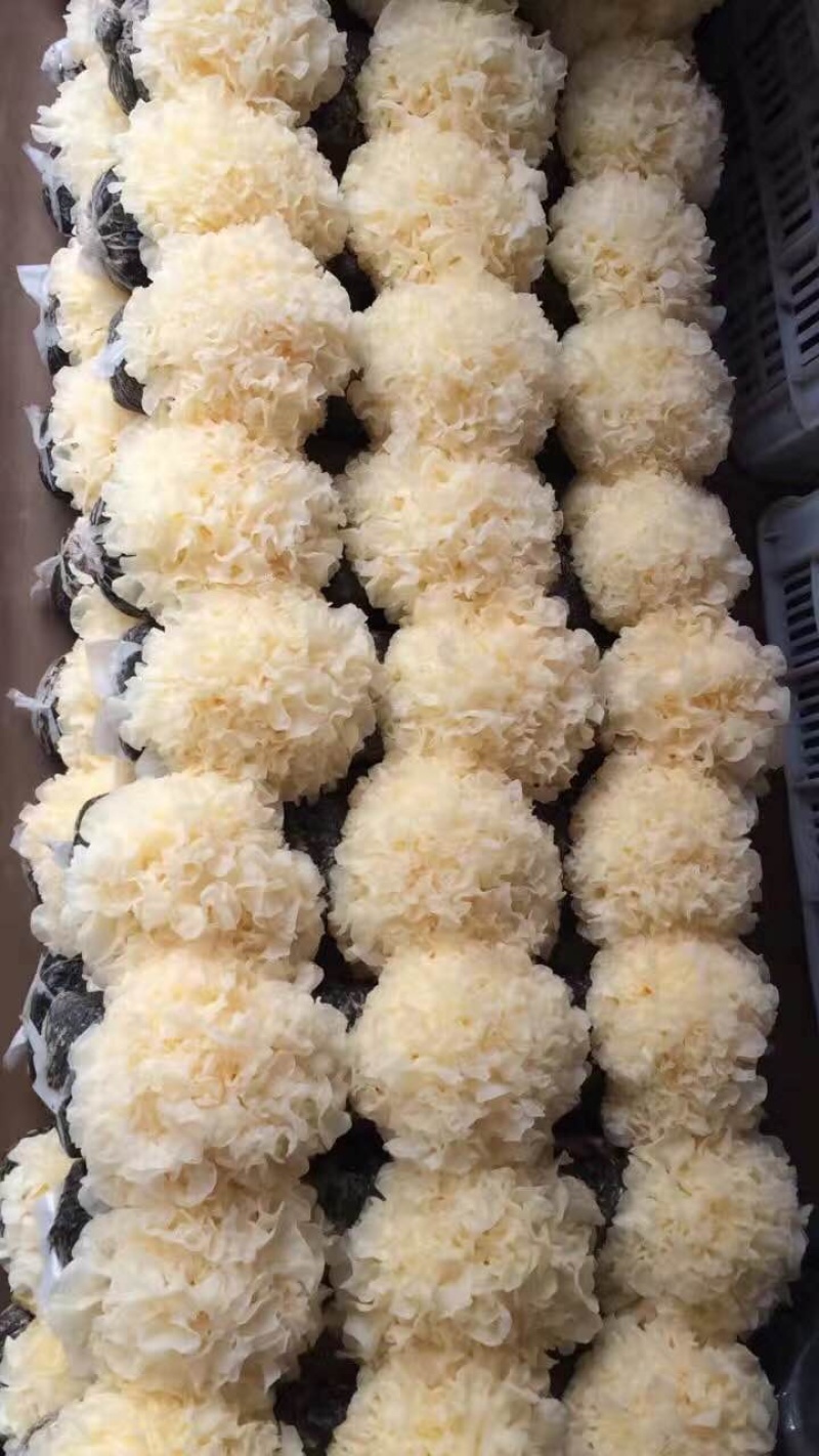 鲜茶树菇，高山鲜银耳，各种新鲜菌类