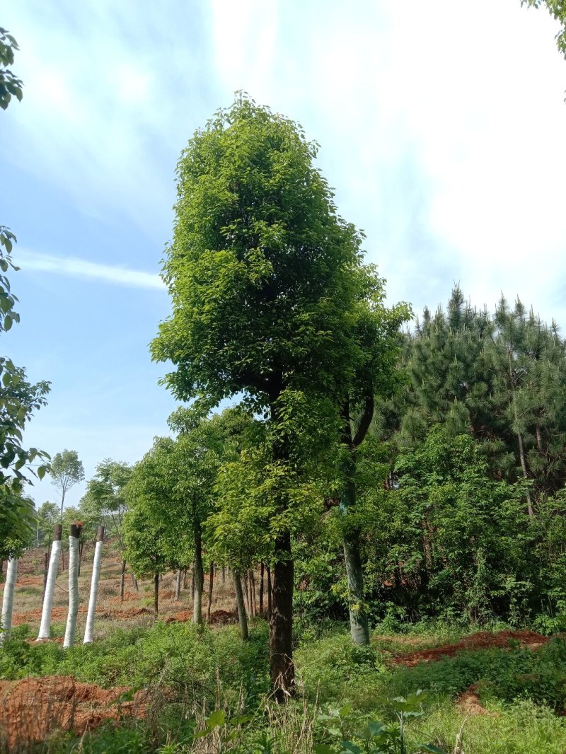 湖南宁益苗木合作社基地直销18至110公分骨架移植香樟