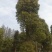 湖南宁益苗木合作社基地直销18至110公分骨架移植香樟