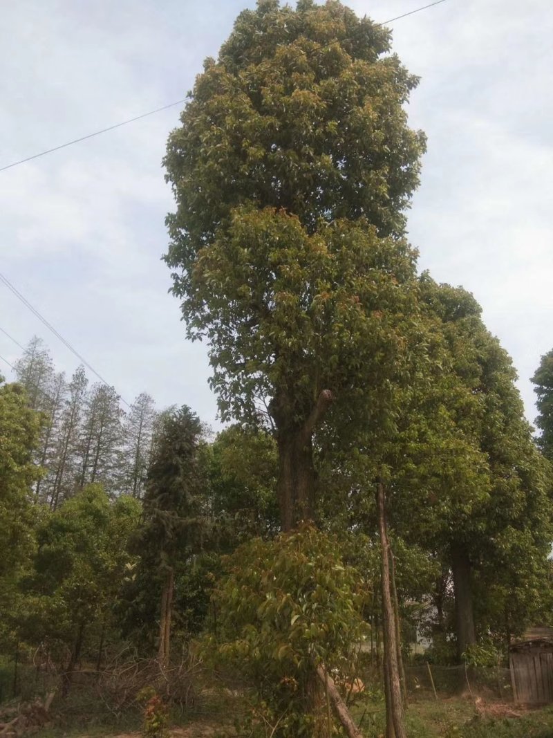 湖南宁益苗木合作社基地直销18至110公分骨架移植香樟