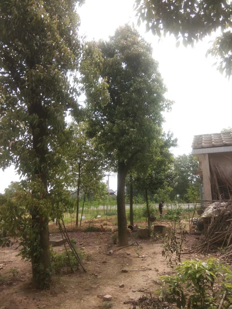 湖南宁益苗木合作社基地直销18至110公分骨架移植香樟