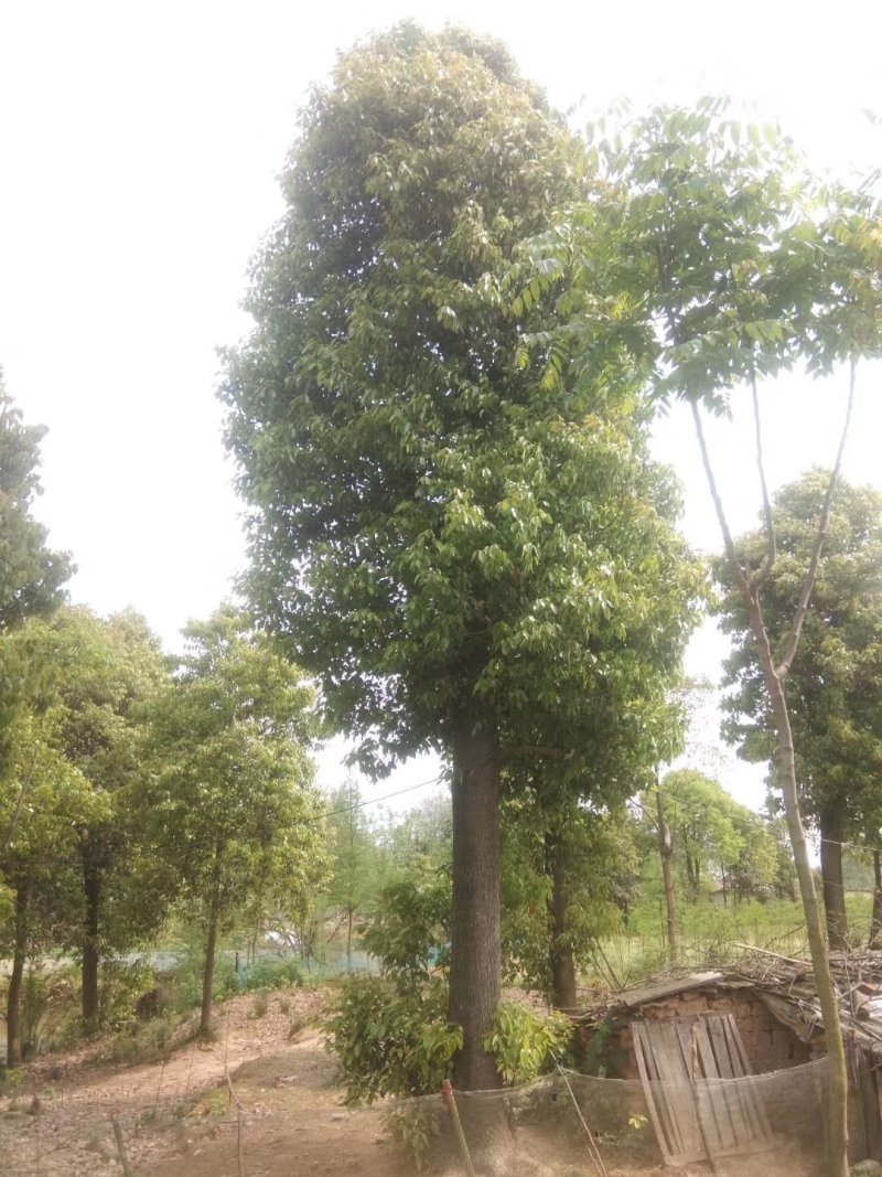 湖南宁益苗木合作社基地直销18至110公分骨架移植香樟