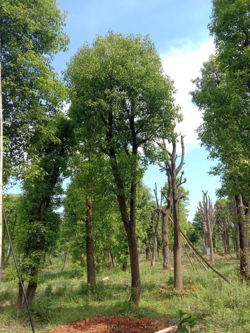 湖南宁益苗木合作社基地直销18至110公分骨架移植香樟