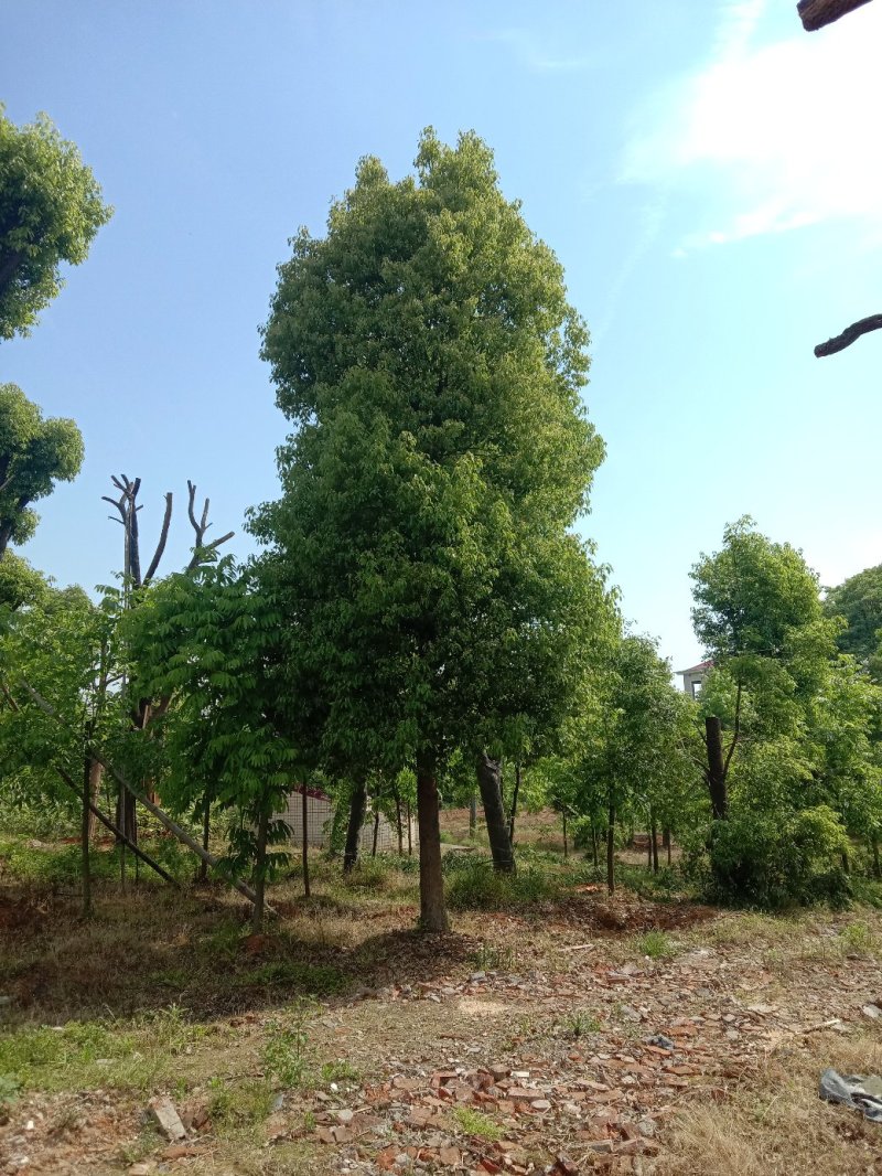 湖南宁益苗木合作社基地直销18至110公分骨架移植香樟