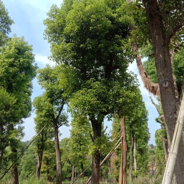 湖南宁益苗木合作社基地直销18至110公分骨架移植香樟