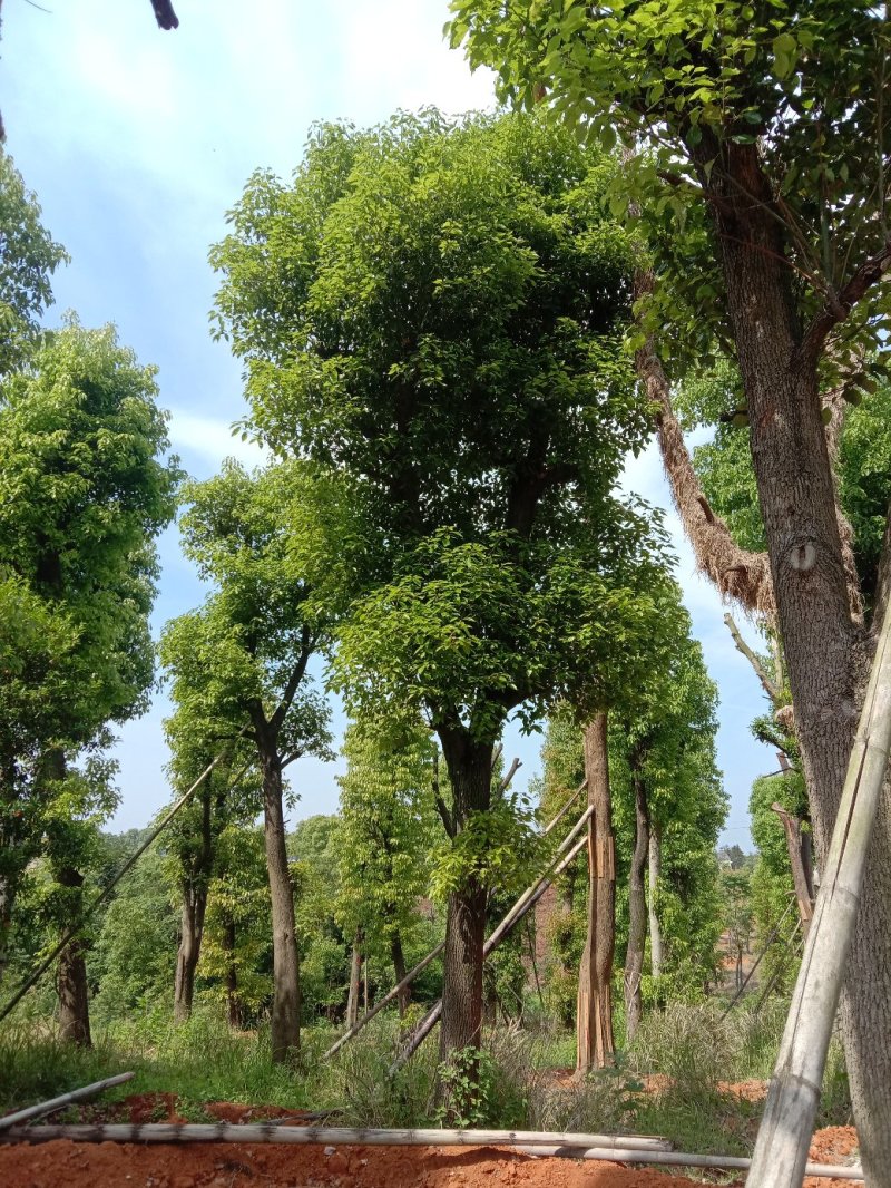 湖南宁益苗木合作社基地直销18至110公分骨架移植香樟