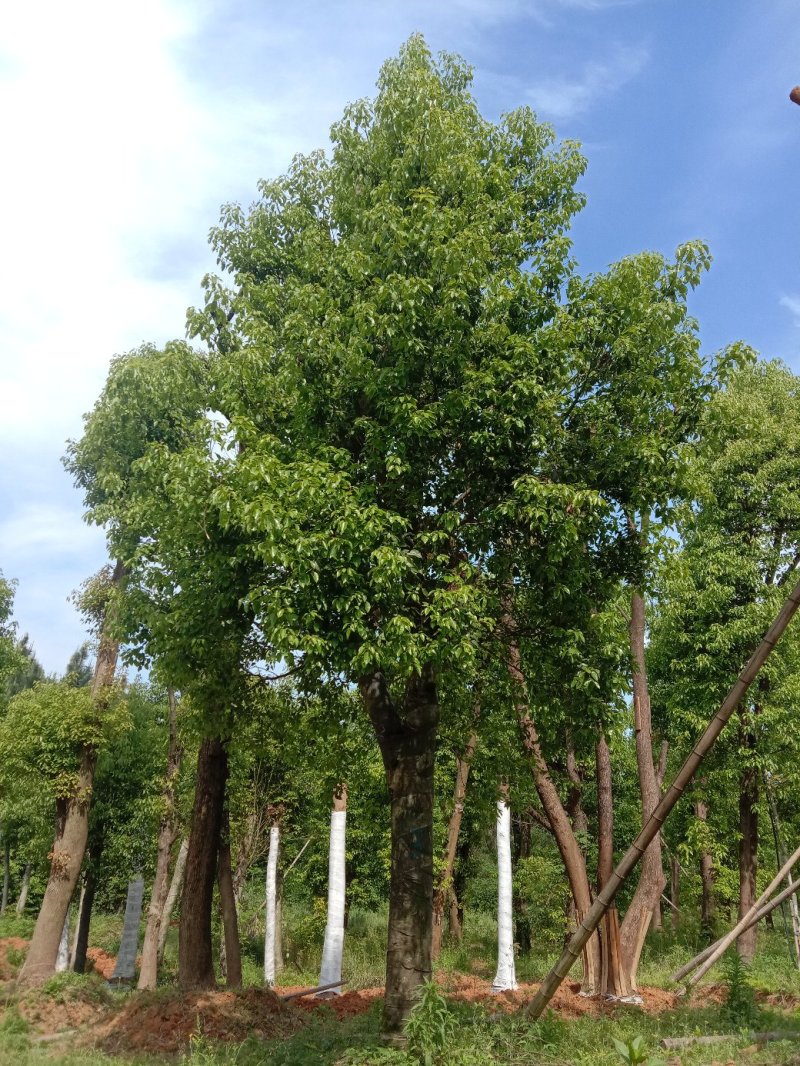 湖南宁益苗木合作社基地直销18至110公分骨架移植香樟