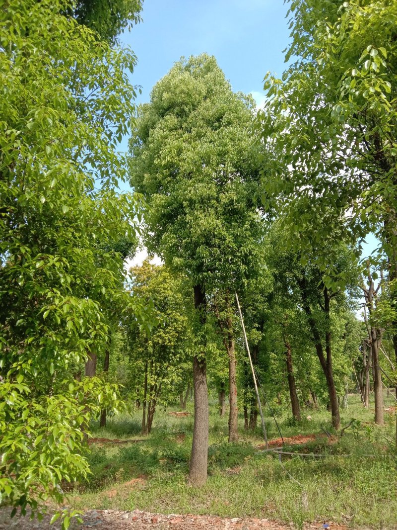 湖南宁益苗木合作社基地直销18至110公分骨架移植香樟