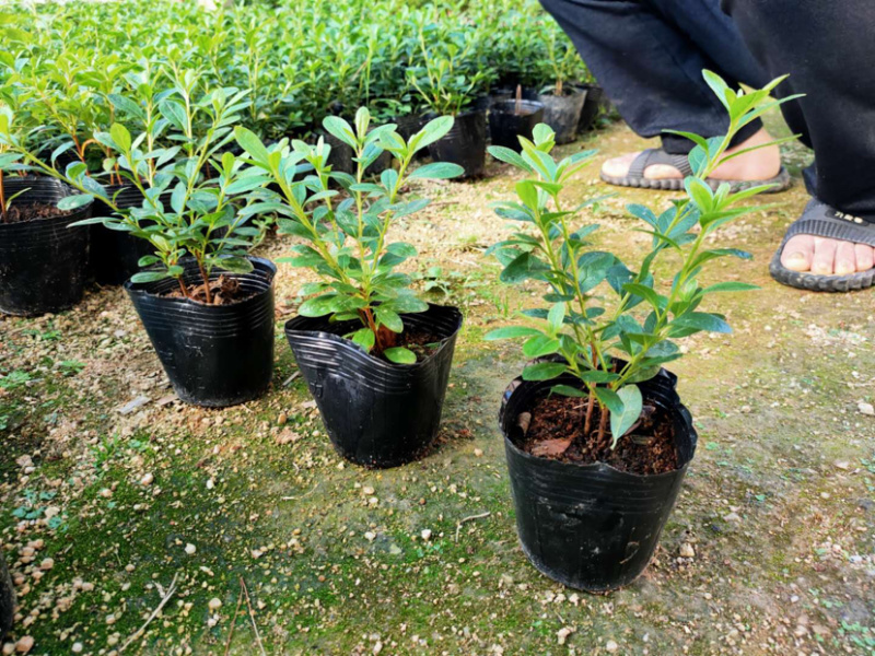 毛杜鹃库存大量各类均有欢迎询问