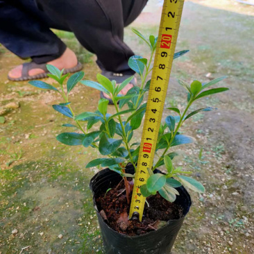毛杜鹃库存大量各类均有欢迎询问