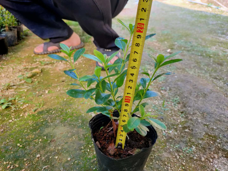 毛杜鹃库存大量各类均有欢迎询问