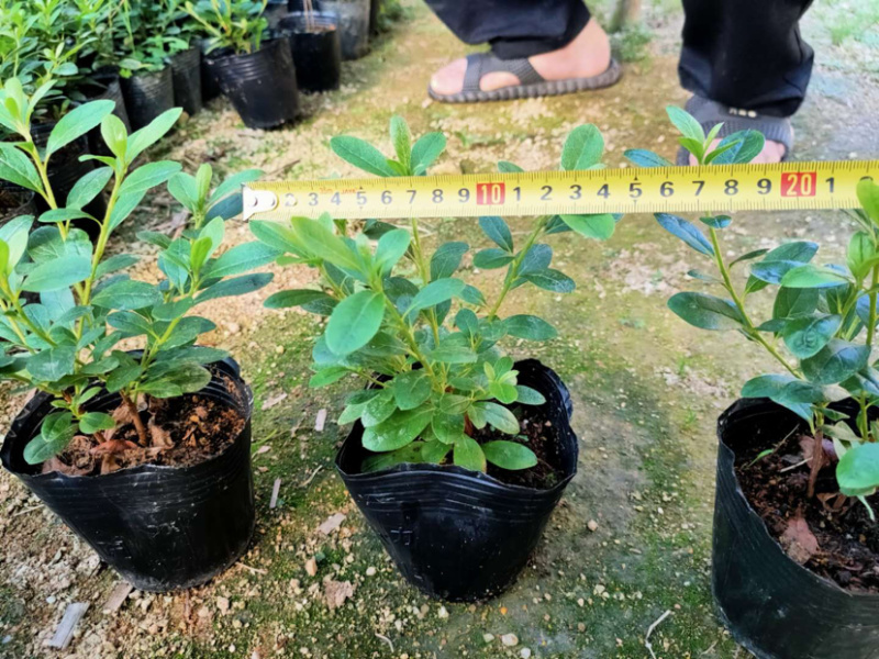 毛杜鹃库存大量各类均有欢迎询问