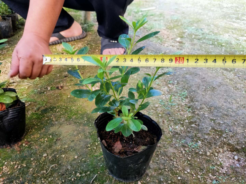毛杜鹃库存大量各类均有欢迎询问