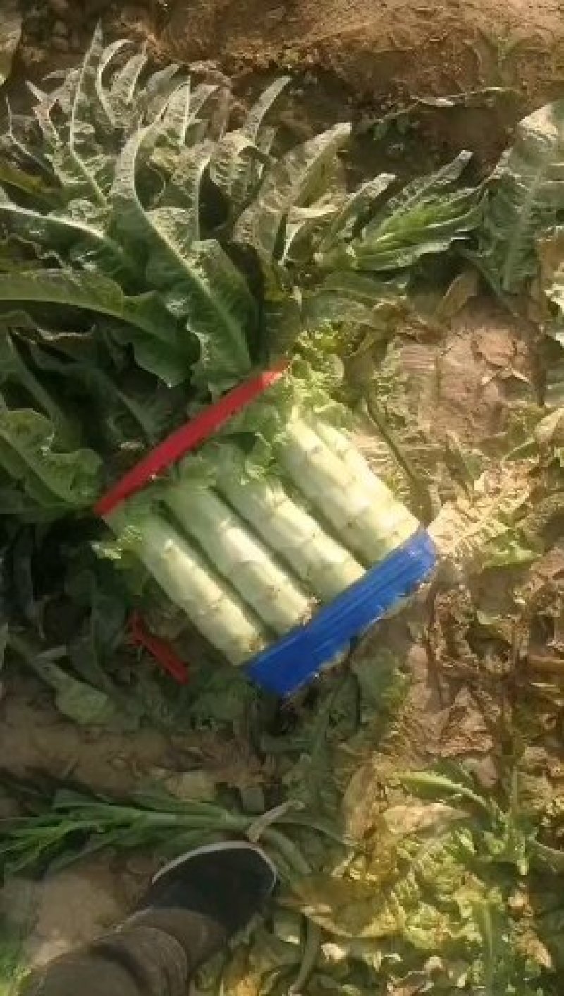 【精品莴苣】青叶莴笋莴笋产地直销量大从优