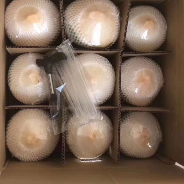 椰青