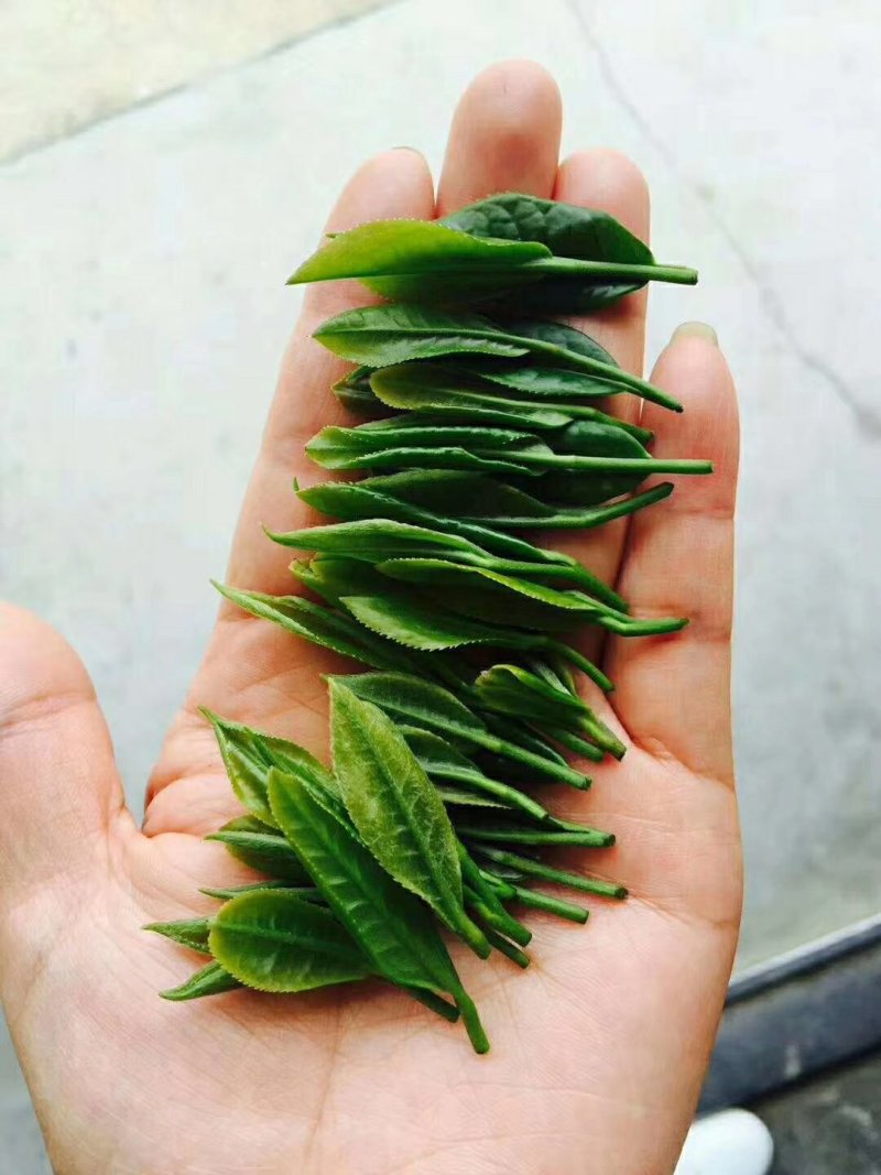 陕南绿茶