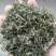 陕南绿茶