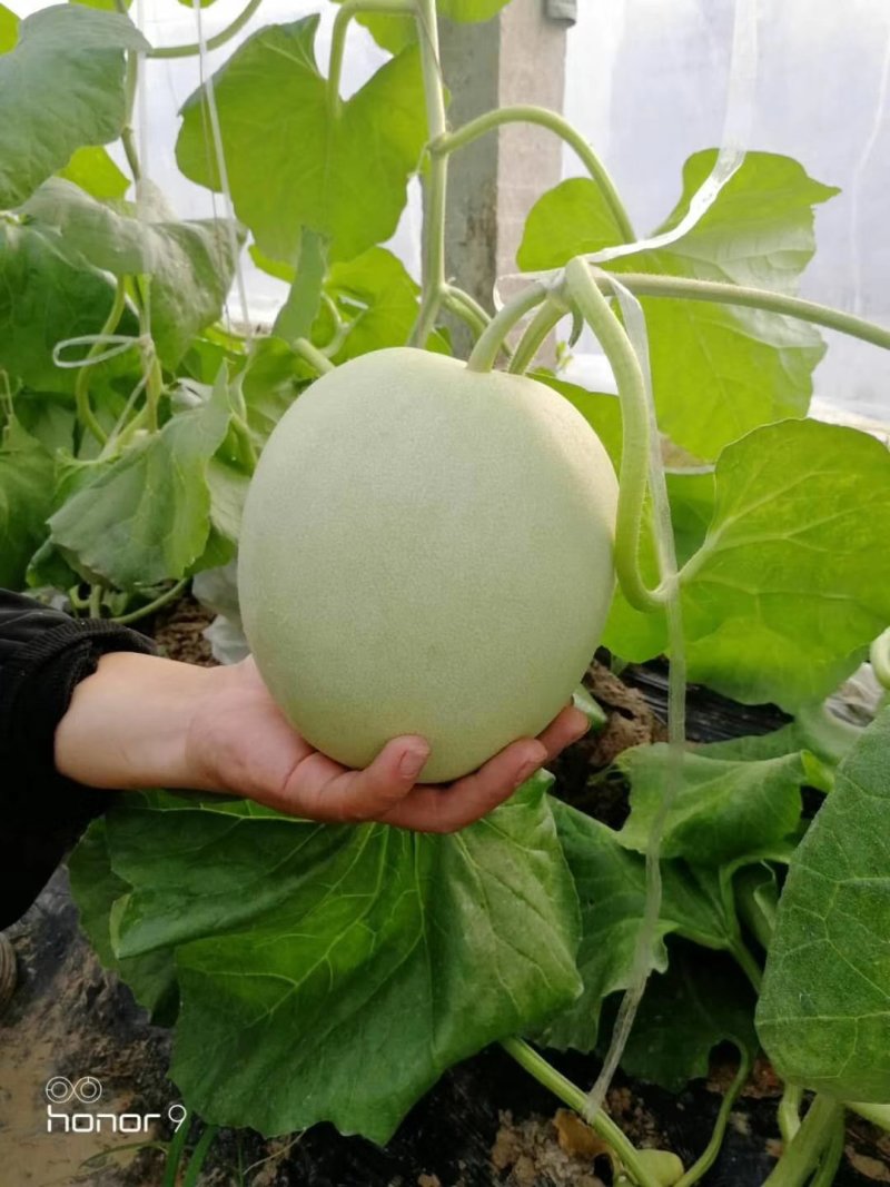 玉菇，网红冰淇淋甜瓜，大量供应，一件代发，代收代办