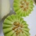 玉菇，网红冰淇淋甜瓜，大量供应，一件代发，代收代办
