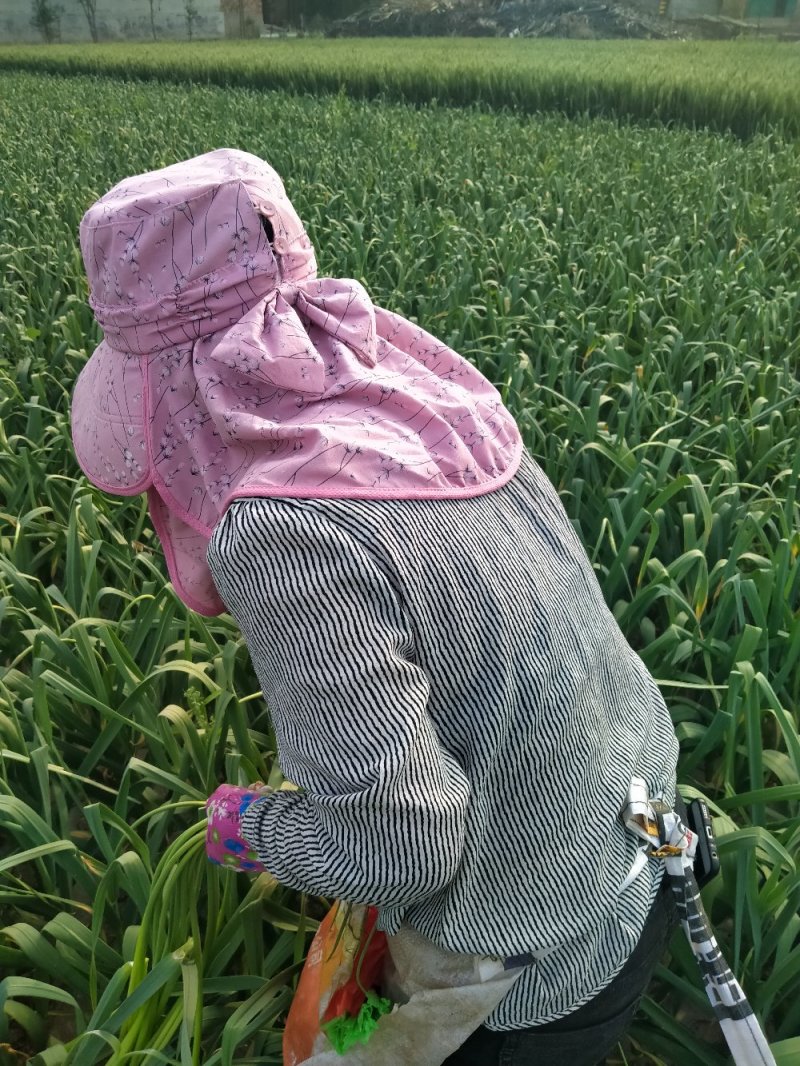 鲜菜
