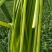 鲜菜