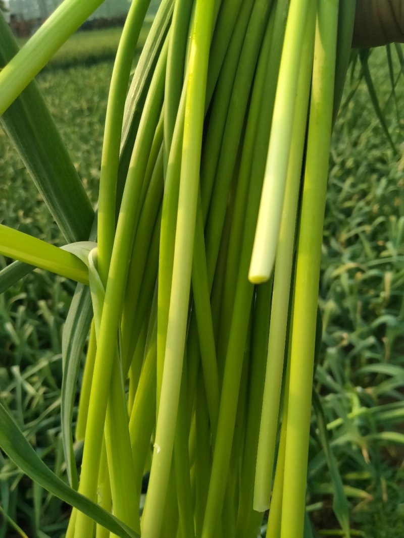 鲜菜
