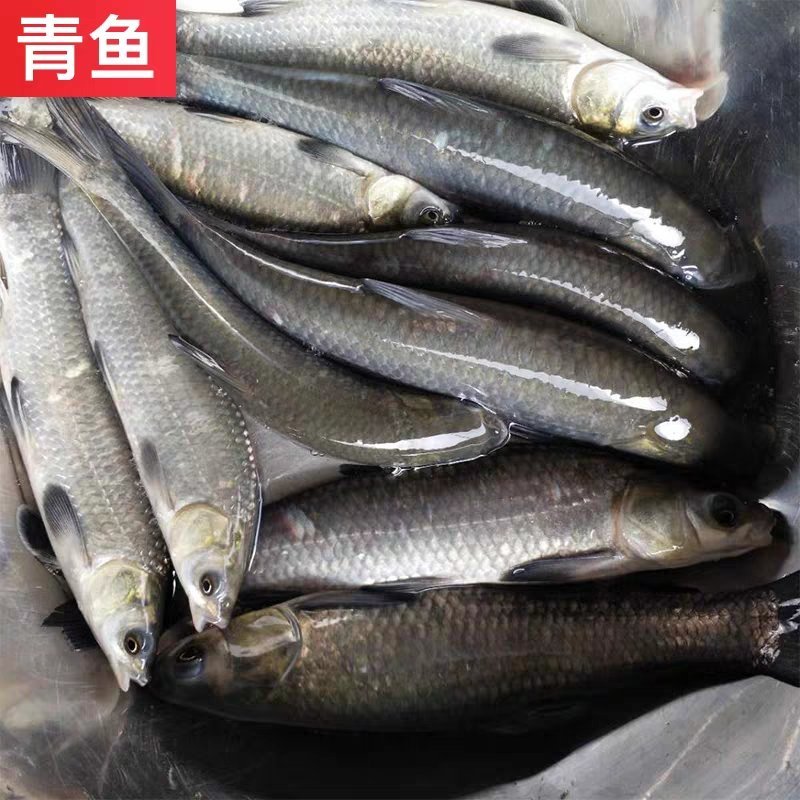 青鱼苗，螺丝青、草青，大量出售了，欢迎订购，包运输。