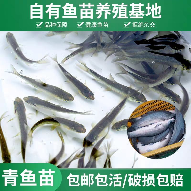 青鱼苗，螺丝青、草青，大量出售了，欢迎订购，包运输。