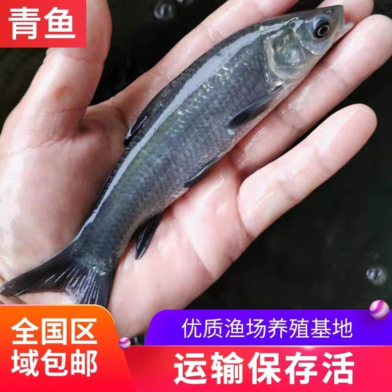 青鱼苗，螺丝青、草青，大量出售了，欢迎订购，包运输。