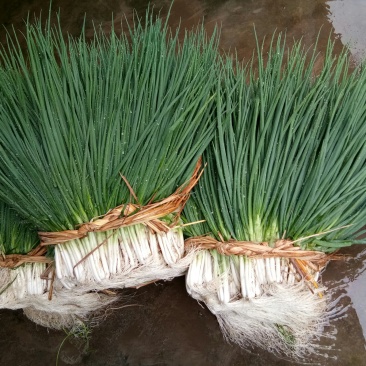 小葱（新鮮小葱现货）