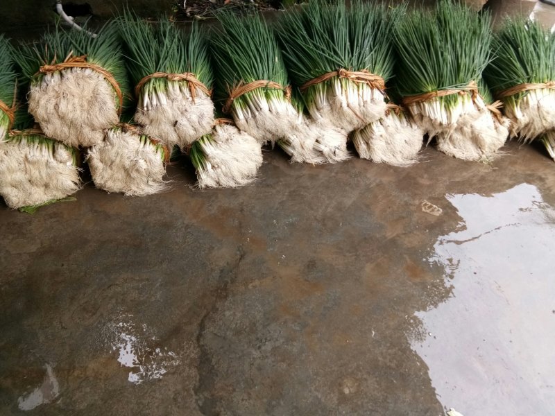 小葱（新鮮小葱现货）