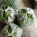 大青椒（新鲜大青椒薄皮现货供应）