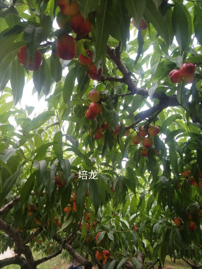曙光油桃露天的果子大量上市了