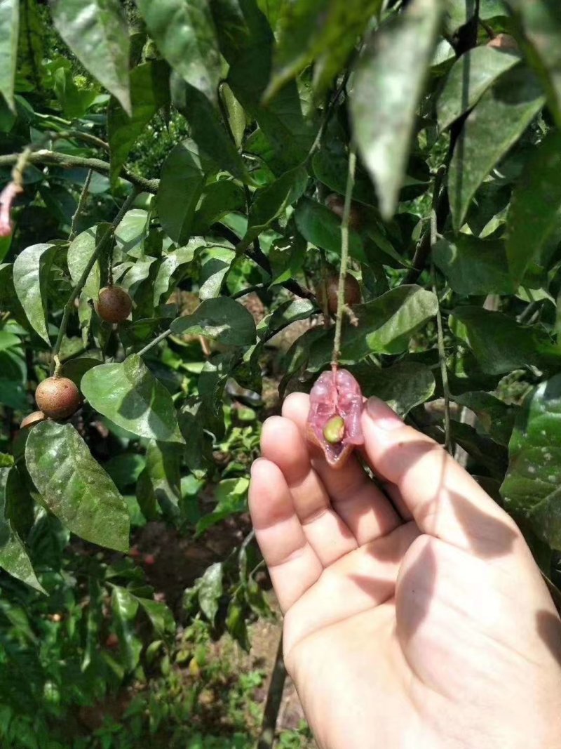 紫肉黄皮苗果，果肉饱满非常好吃一款水果