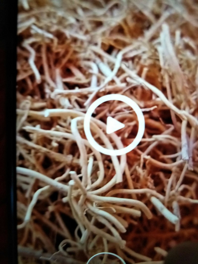 徐长青，常年批发供应中药材徐长卿，山东货